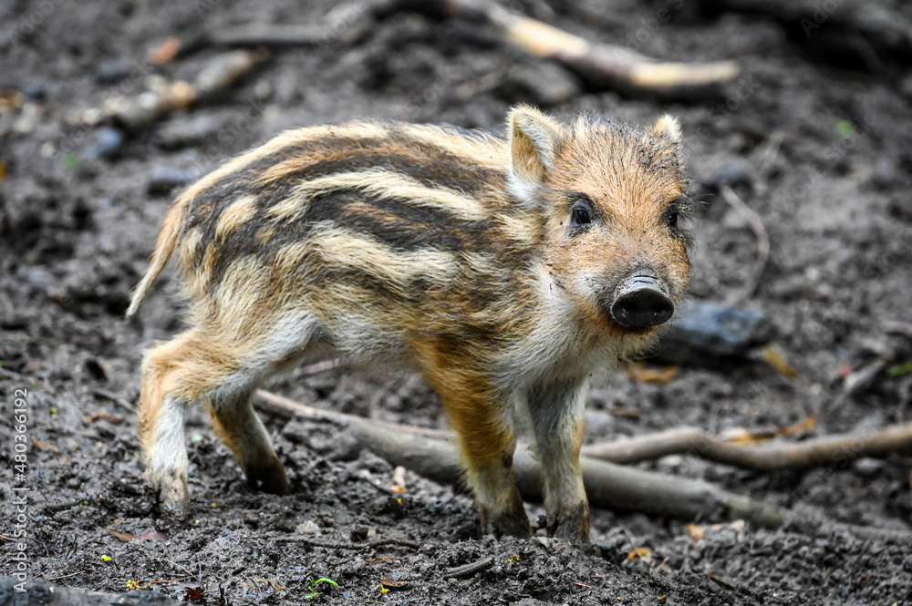 Cute boar piglet wallows in the mud in the forest Cute boar piglet wallows in the mud in the forest
