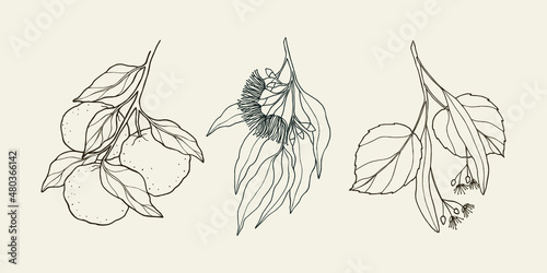 Set of sketch yuzu, eucalyptus, linden. Medicinal, essential oil plants