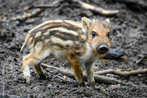 Cute boar piglet wallows in the mud in the forest