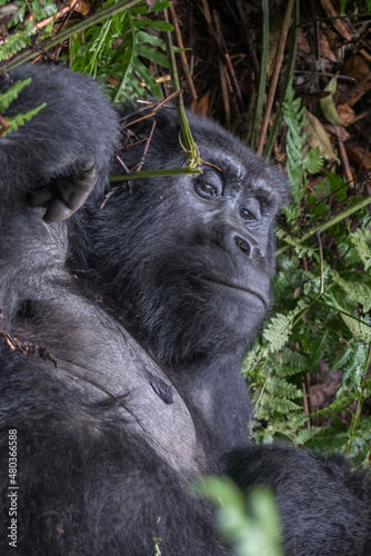 The mountain gorilla (Gorilla beringei beringei) is a subspecies of eastern gorilla. This is the second largest primate in the world © vaclav