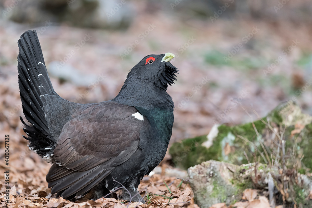 The largest bird of all extant grouse species, fine art portrait of Capercaillie (Tetrao urogallus) The largest bird of all extant grouse species, fine art portrait of Capercaillie (Tetrao urogallus)