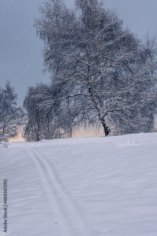 Fototapeta premium Magical winter in the park. Beautiful sky and white snow