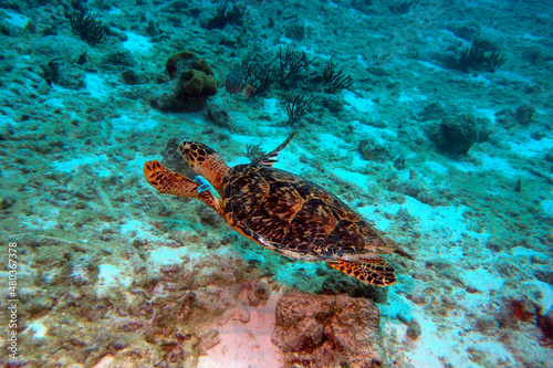 Turtle swimming over the tropical Bonaire reef