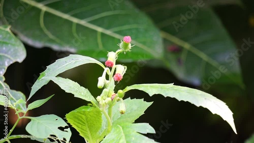 crassocephalum crepidioides, (also called fireweed, ebolo, thickhead, redflower ragleaf, sintrong, sentrong). Its fleshy, mucilaginous leaves and stems are eaten as a vegetable. photo