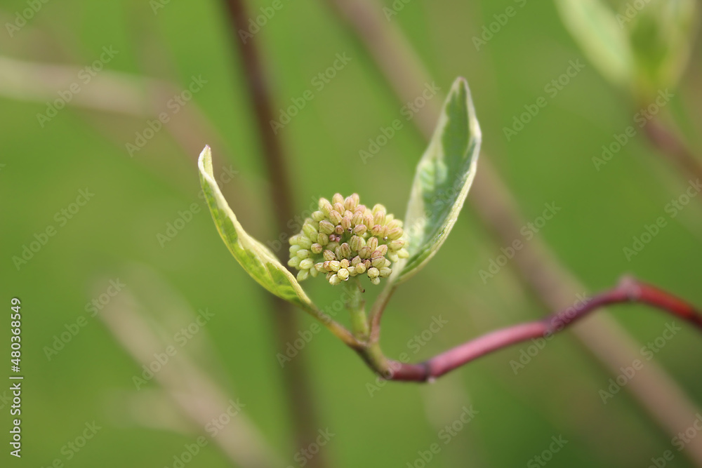 Young shrub shoot in spring. Soft focus. Young shrub shoot in spring. Soft focus.