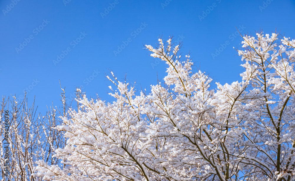 雪が降り積もった木と綺麗な青空