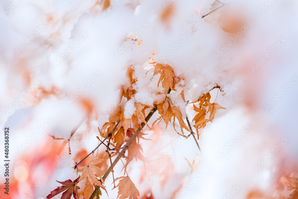 雪が積もった紅葉した葉