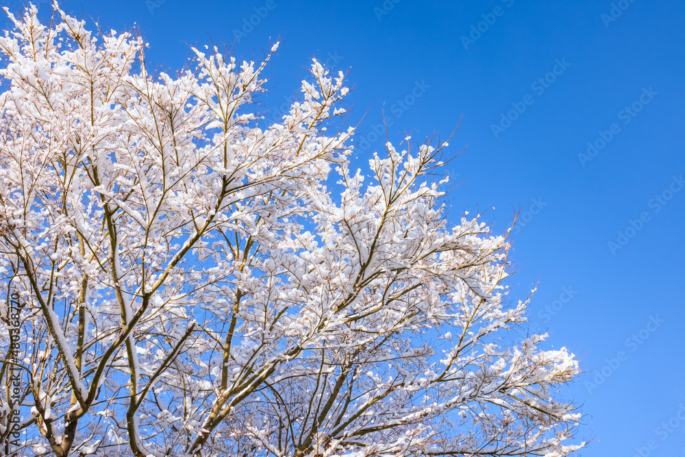 雪が降り積もった木と綺麗な青空