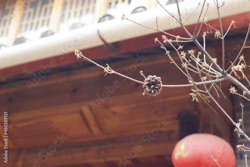 pine cones in front of the guest house in Lijiang, Yunnan, china