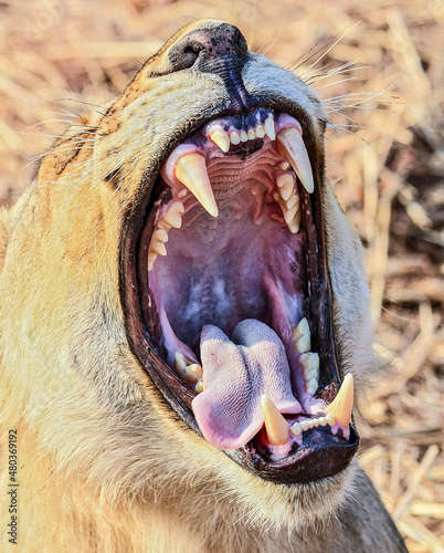 A Lioness's wide yawn shows off her impressive teeth in South Luangwa National Park, Zambia.