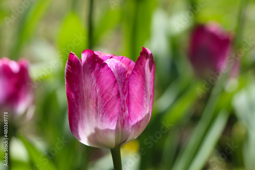 Close-up of a pink tulip. Spring macro photography