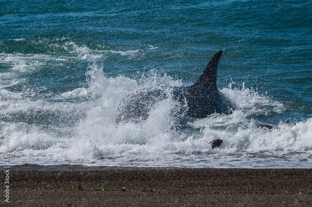 Fototapeta premium Killer whale hunting sea lions,Peninsula Valdes, Patagonia Argentina