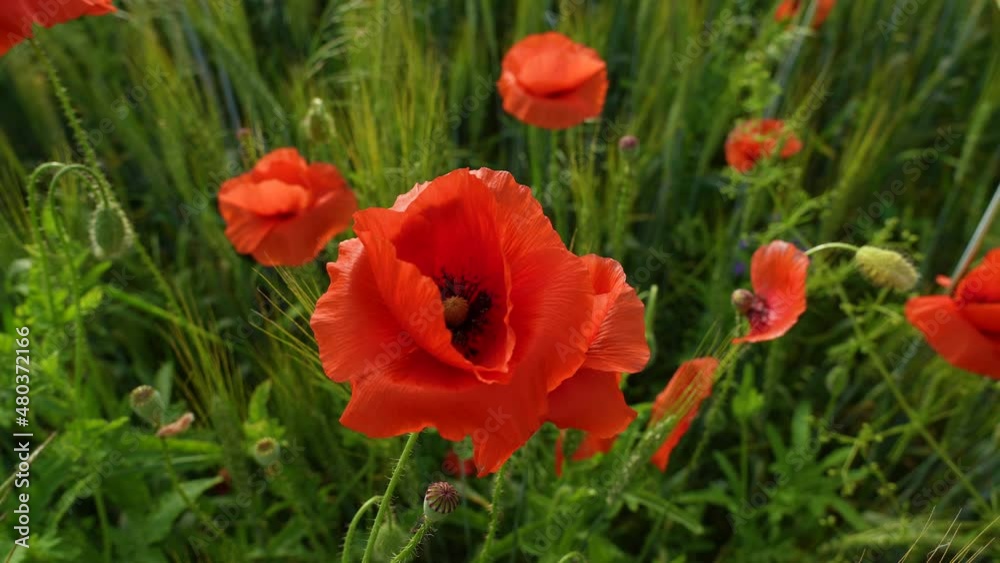 Close-up view of many beautiful red blooming poppy flowers growing outside on summer countryside field. 4k stock video footage of beautiful bright delicate petals of flowers in sunset soft sun light Close-up view of many beautiful red blooming poppy flowers growing outside on summer countryside field. 4k stock video footage of beautiful bright delicate petals of flowers in sunset soft sun light
