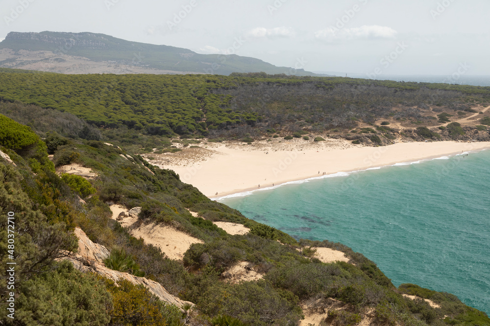Landscape view of sunny pine trees at noon, and of El Cañuelo beach, within the Estrecho Natural Park, Cadiz province, Spain Landscape view of sunny pine trees at noon, and of El Cañuelo beach, within the Estrecho Natural Park, Cadiz province, Spain
