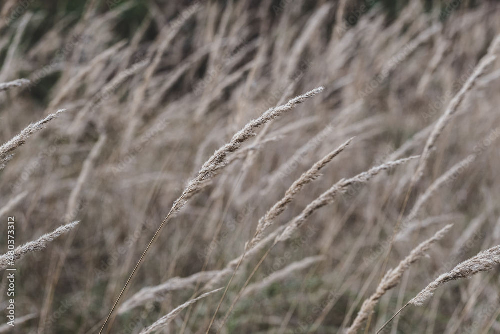 Dry autumn grass. Golden dried meadow grass. The natural background, selective focus Abstract natural background Dry autumn grass. Golden dried meadow grass. The natural background, selective focus Abstract natural background