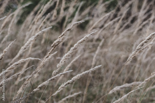 Dry autumn grass. Golden dried meadow grass. The natural background, selective focus Abstract natural background © Olivia