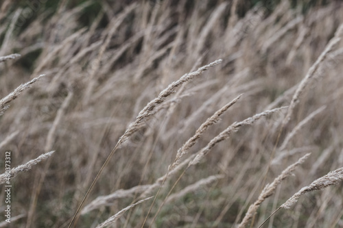 Dry autumn grass. Golden dried meadow grass. The natural background, selective focus Abstract natural background