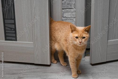 Fotografie beige cat comes out of the door in the apartment