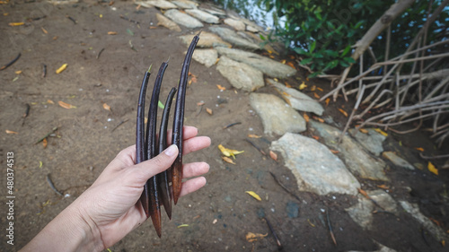 Seedlings of the red mangrove tree. A woman holds mangrove seeds in his hand. Mangroves growing in Venezuela on Margarita Island.