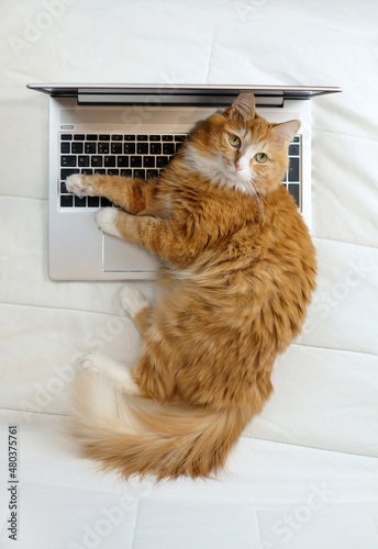 Cat lying on laptop on white bed, freelance concept, vertical photo