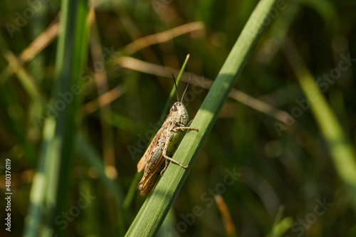 Locusts are sitting in the grass on the lawn. Locusts, acrides - several species of insects of the family of true locusts (Acrididae).