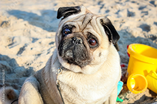 a brown-eyed beige pedigreed pug with a black folded muzzle looks with interest, sitting on a  beach  © Наталья Богодица