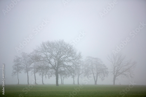 silhouette of winter trees in mist and green meadows in the netherlands