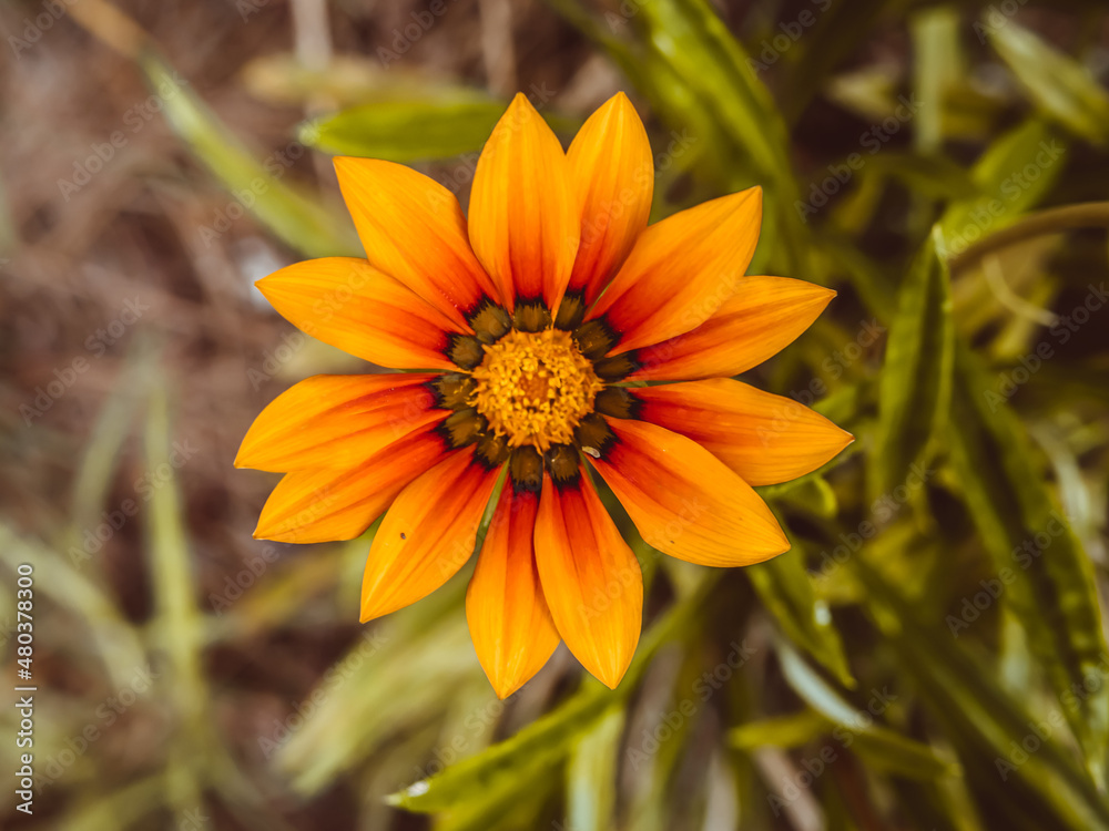 Gros plan sur une fleur de La Réunion Gros plan sur une fleur de La Réunion