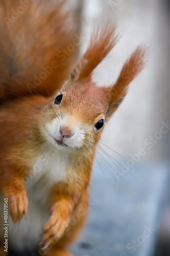 Canvas Print red squirrel is looking intonthe camera