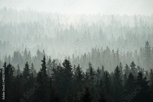 Trees in the fog at Sumava mountains, autumn in Czech republic