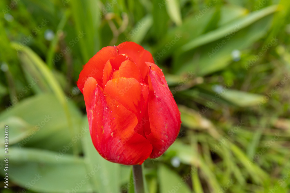 Red tulips in the grass. Floral background. Red tulips in the grass. Floral background.