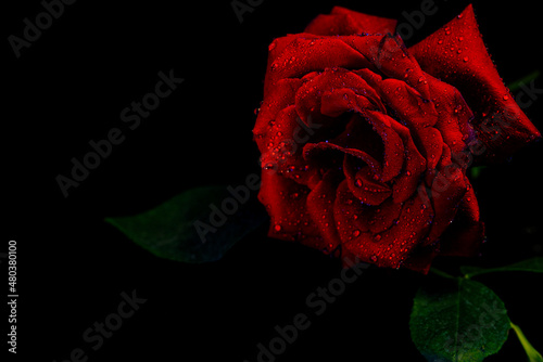 Bright red rose with water drops on a black background. Close-up of a rose.