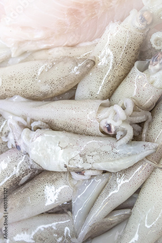 pile of fresh squid spread out background with copy space