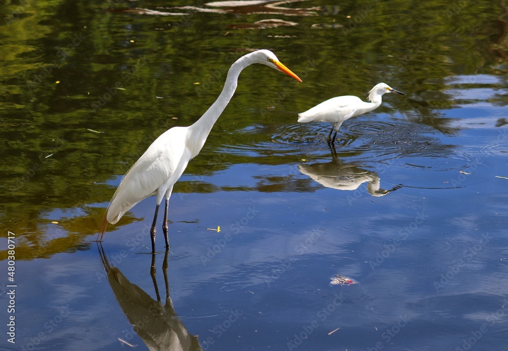 Naklejka premium The beauty of the Great Egret found at Lagoa do Violão in Torres in Rio Grande do Sul, Brazil.