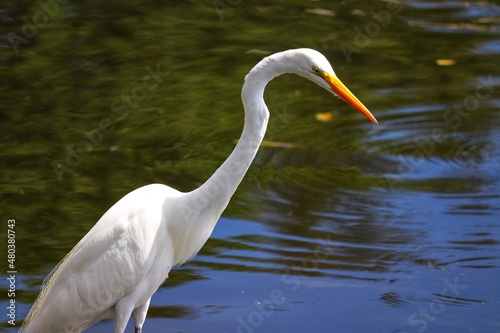 The beauty of the Great Egret found at Lagoa do Viol  o in Torres in Rio Grande do Sul  Brazil.