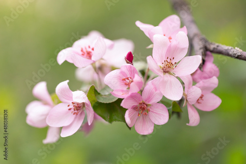 Delicate apple tree flowers in spring. Apple orchard.