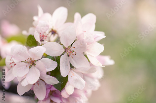 Delicate apple tree flowers in spring. Apple orchard.