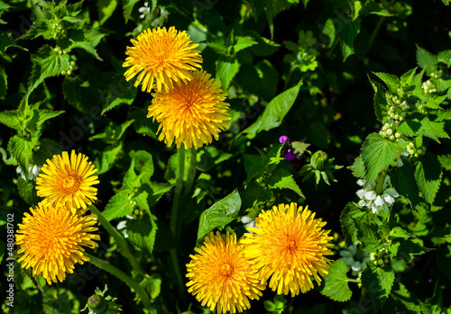 wild yellow flower dandelion grows in forest and field