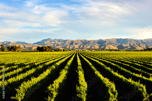 vineyard in autumn photo