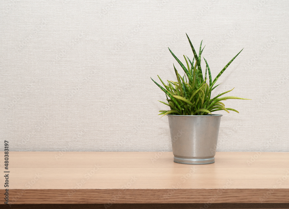 plant succulent on wooden desk, little plant in potted on table, for decoration in home. template with copy space