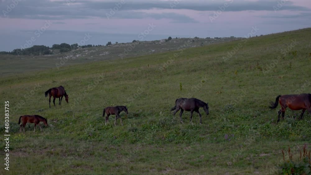 Horses graze in the meadow. Alpine pasture. Caucasian State Natural Biosphere Reserve named after Kh.G. Shaposhnikov. Lago-Naki plateau. Russia. Horses graze in the meadow. Alpine pasture. Caucasian State Natural Biosphere Reserve named after Kh.G. Shaposhnikov. Lago-Naki plateau. Russia.