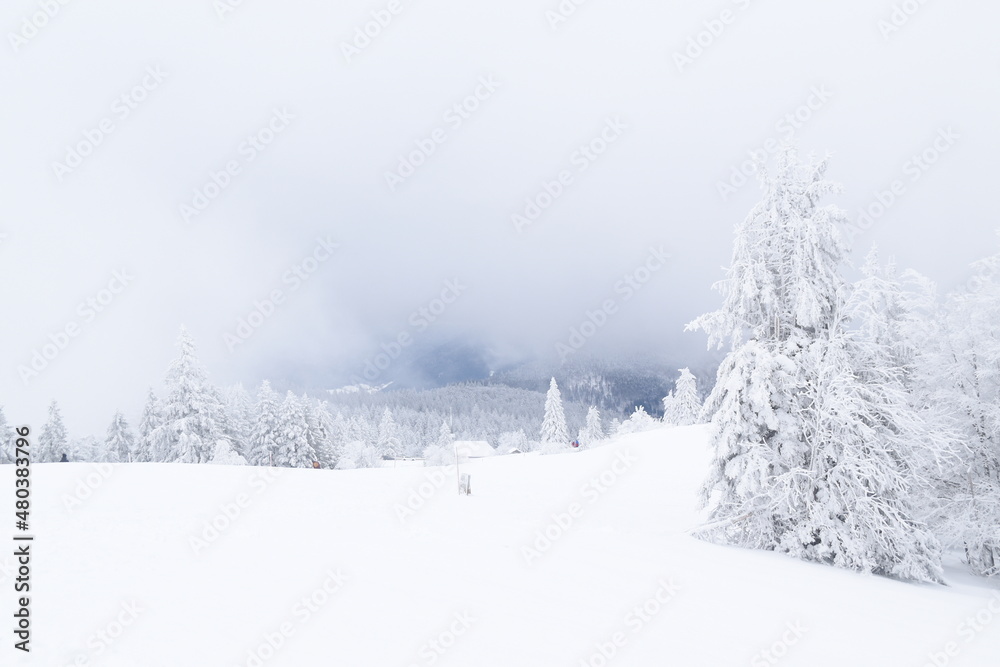 Fototapeta premium snow covered trees