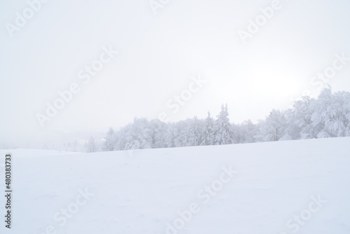 snow covered trees