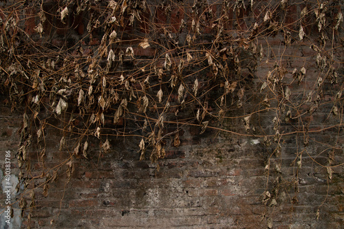 Dry withered brown leaves on old brick wall background. Withered Gac fruit leaves.