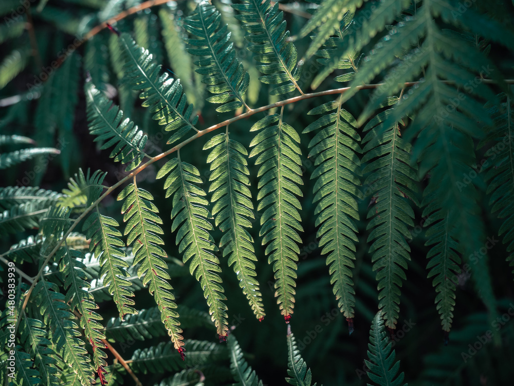 Closeup green fern leaves texture in nature Closeup green fern leaves texture in nature