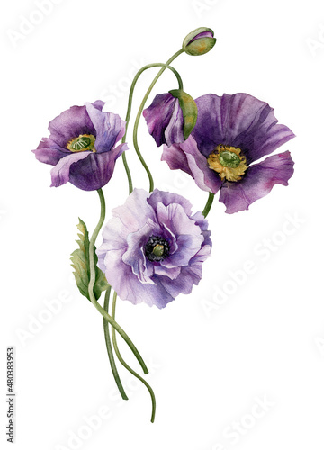 Watercolor flowers garden bouquet. Hand painted botanical illustration with purple flowers poppies isolated on white background. Floral composition for you design