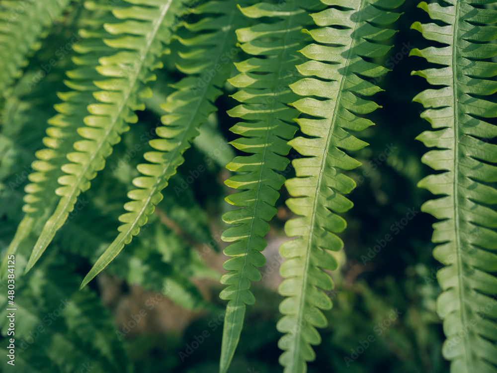 Closeup green fern leaves texture in nature
