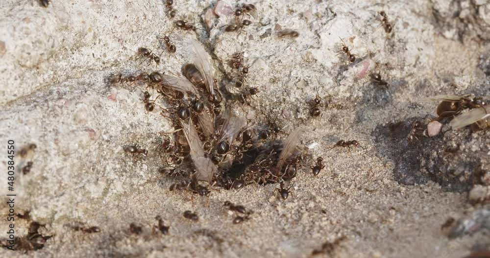 large flying ants come out of the anthill large flying ants come out of the anthill