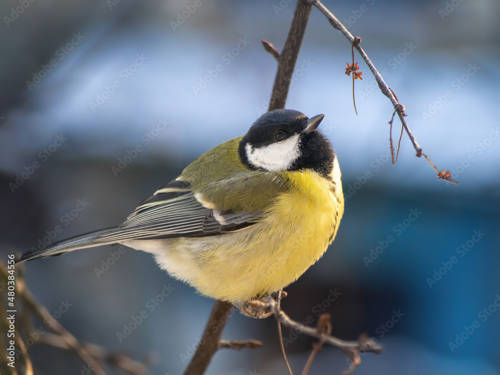 Fototapeta premium A great tit sits on a tree branch. Bird close up.