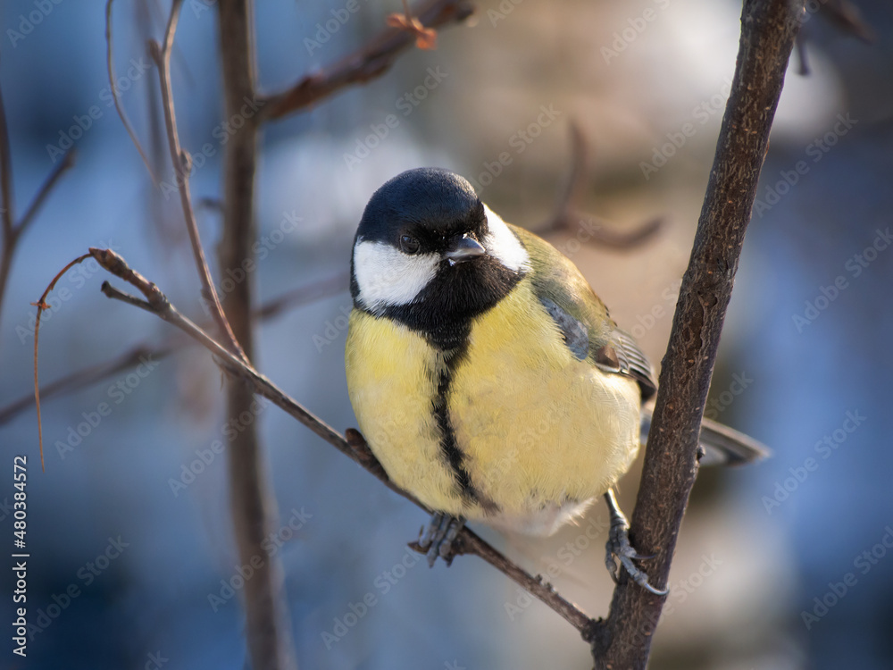 Fototapeta premium A great tit sits on a tree branch. Bird close up.